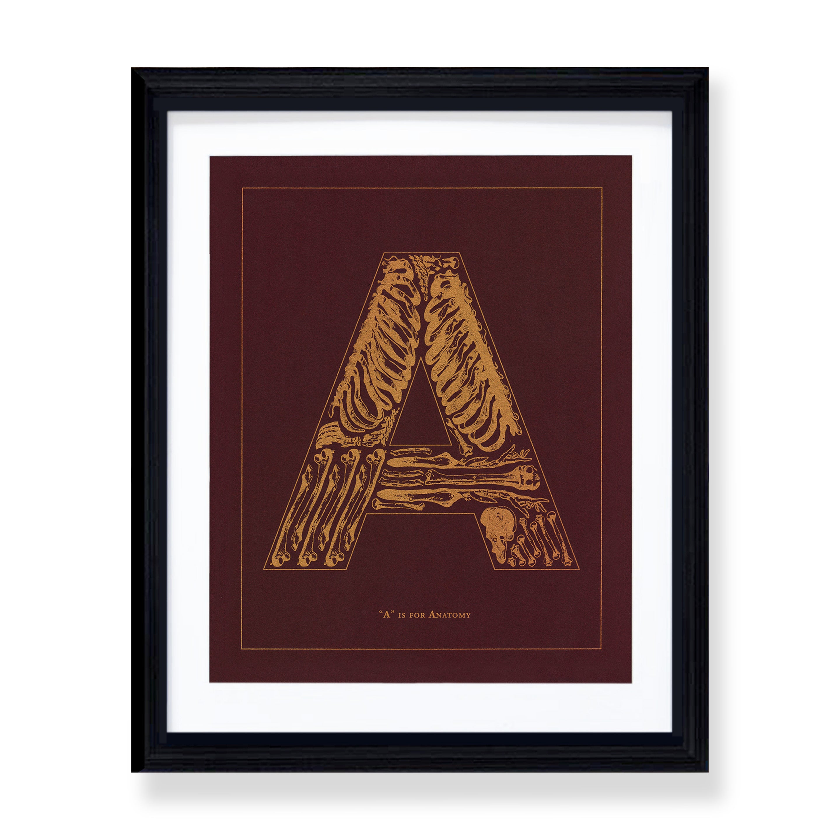 "A" is for Anatomy